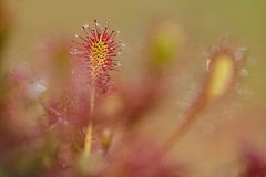 Mittlerer Sonnentau (drosera intermedia)