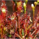 Mittlerer Sonnentau (Drosera intermedia) .....