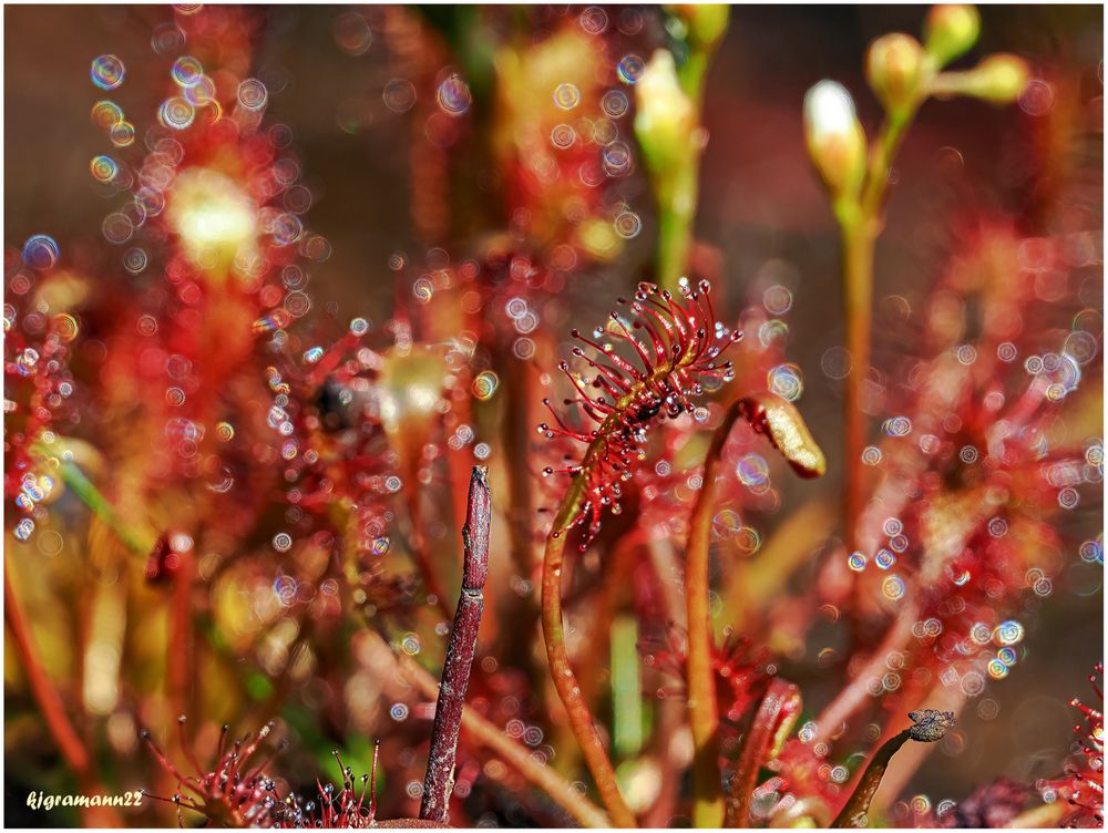 Mittlerer Sonnentau (Drosera intermedia) .....