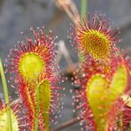 Mittlerer Sonnentau (Drosera intermedia)