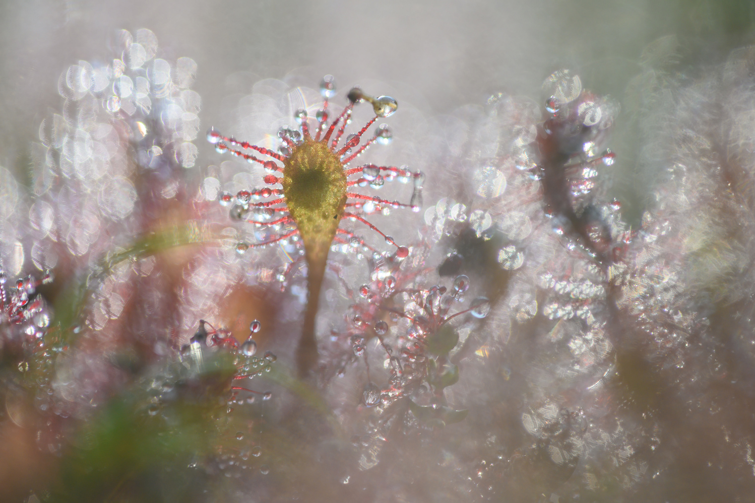 Mittlerer Sonnentau (drosera intermedia)