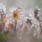 Mittlerer Sonnentau (drosera intermedia)