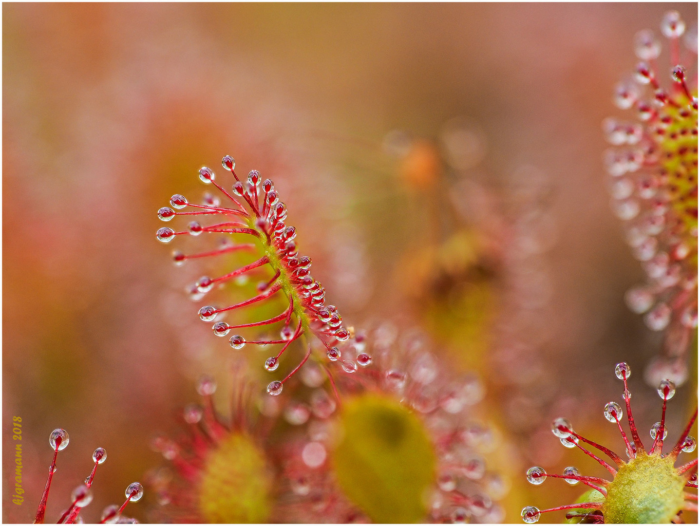 mittlerer sonnentau (drosera intermedia).....