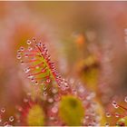 mittlerer sonnentau (drosera intermedia).....