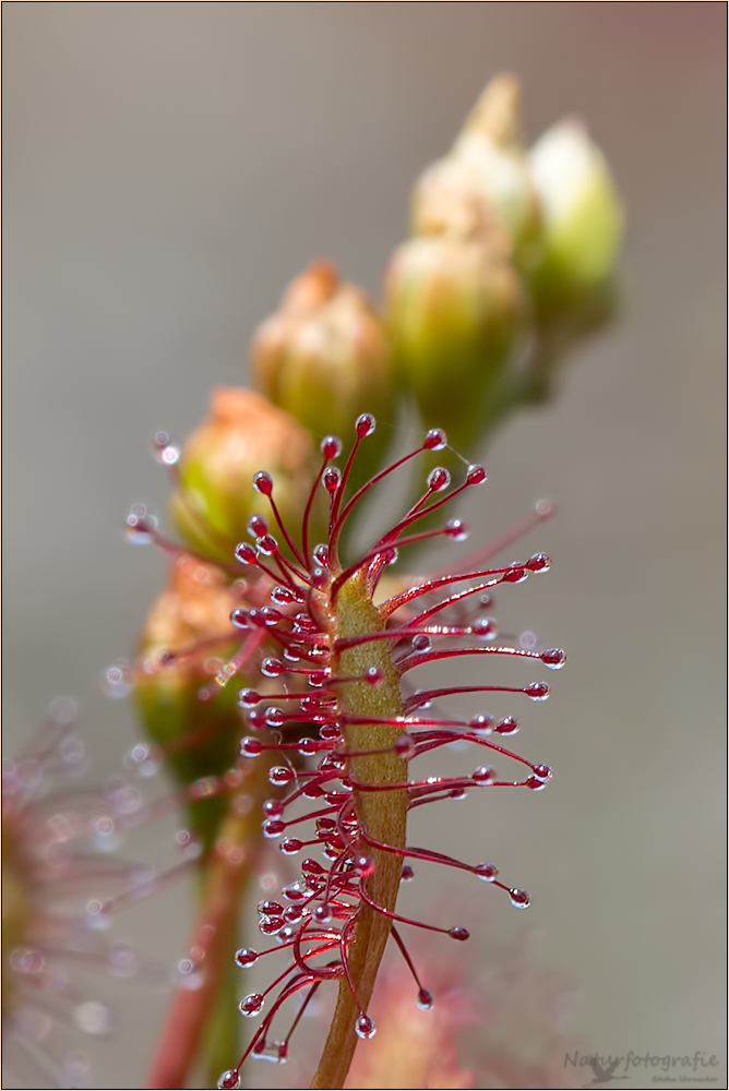 mittlerer sonnentau (drosera intermedia)