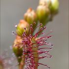 mittlerer sonnentau (drosera intermedia)