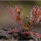 mittlerer sonnentau (drosera intermedia)  I......