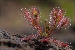 mittlerer sonnentau (drosera intermedia)  I......