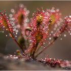 mittlerer sonnentau (drosera intermedia) II......