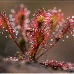 mittlerer sonnentau (drosera intermedia) II......