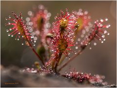 mittlerer sonnentau (drosera intermedia) II......