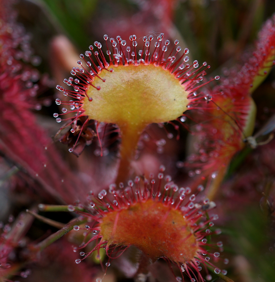  mittlerer Sonnentau   Drosera intermedia  III