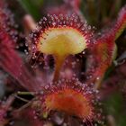  mittlerer Sonnentau   Drosera intermedia  III