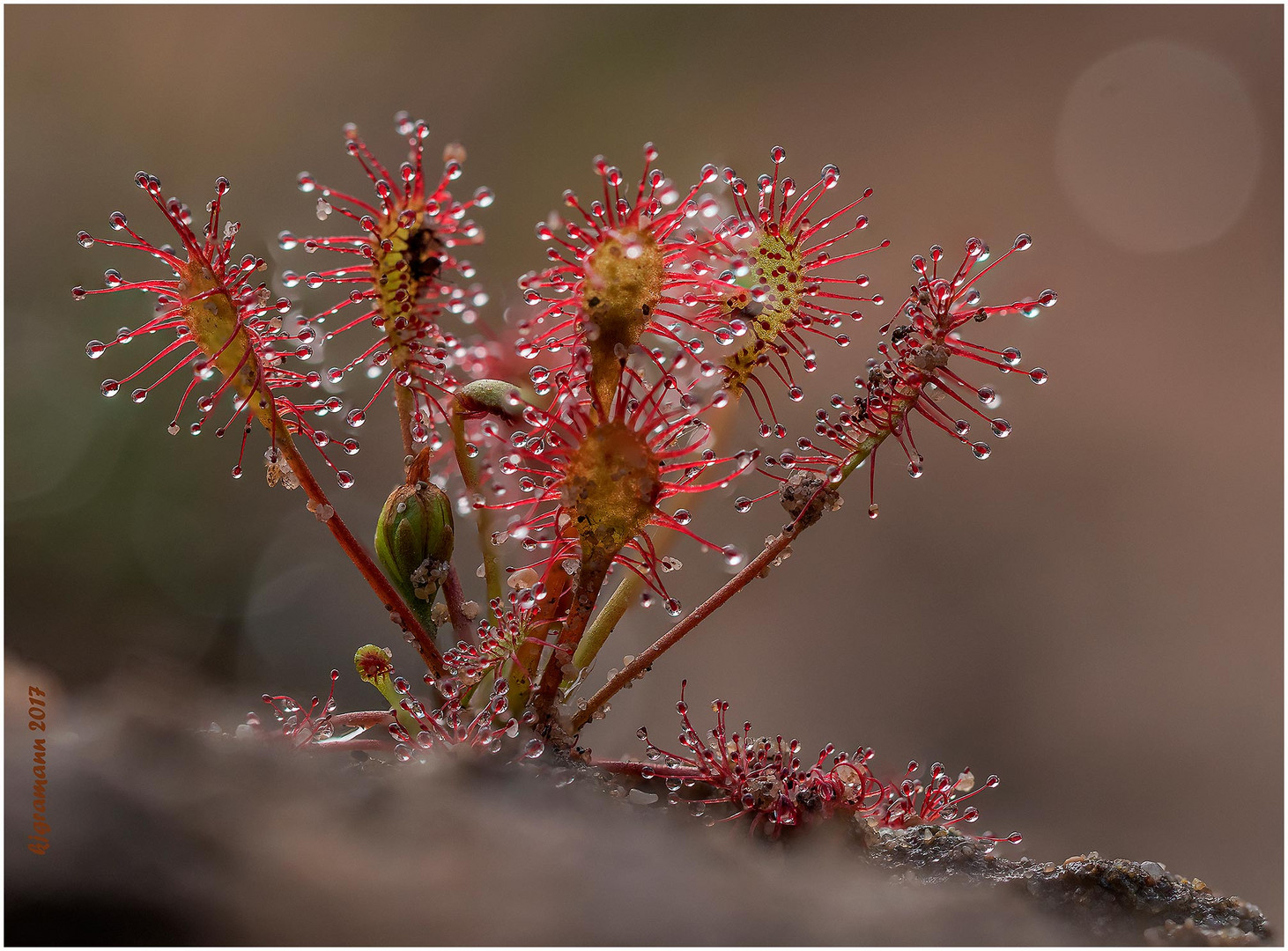 mittlerer sonnentau (drosera intermedia) III .....