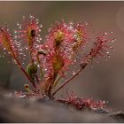 mittlerer sonnentau (drosera intermedia) III .....