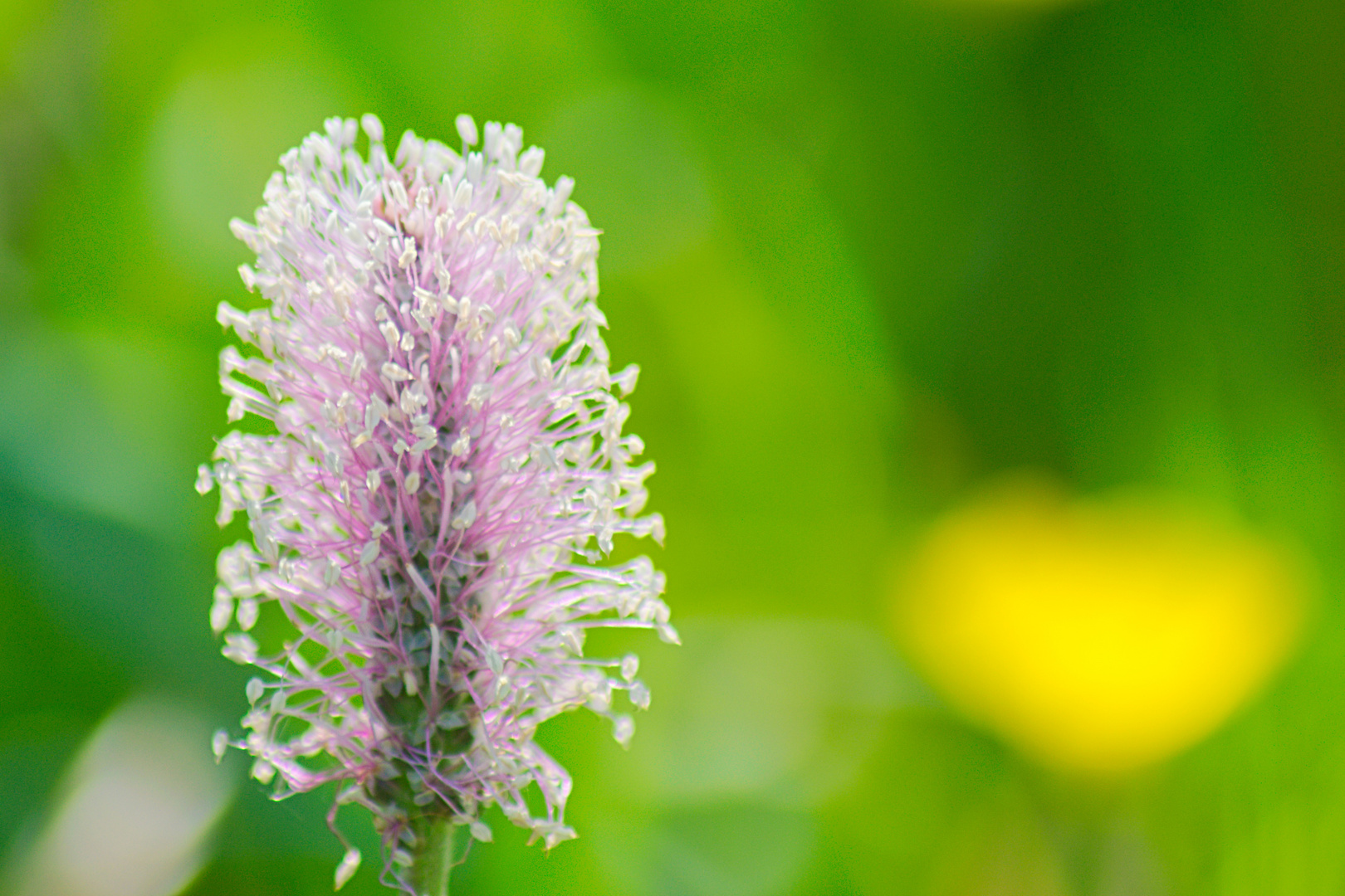 Mittlerer Wegerich / Plantago media