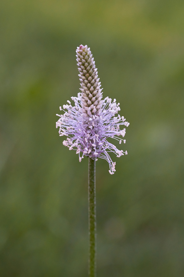 Mittlerer Wegerich ( Plantago media)