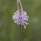 Mittlerer Wegerich ( Plantago media)