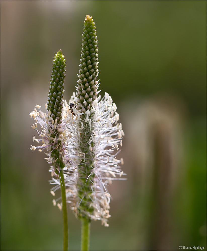 Mittlerer Wegerich (Plantago media)...