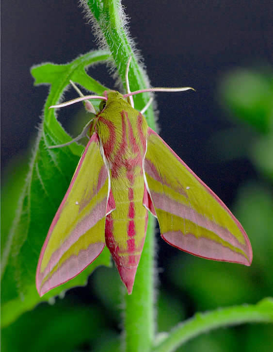 Mittlerer Weinschwärmer Foto & Bild | tiere, wildlife, schmetterlinge ...