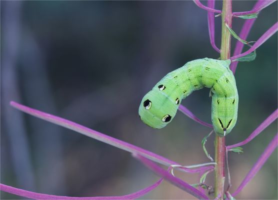 Mittlerer Weinschwärmer