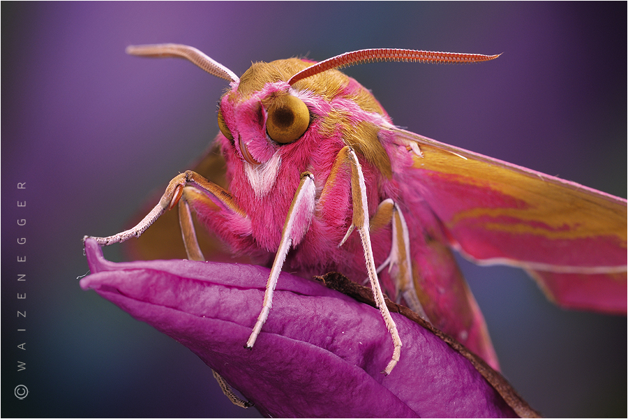 Mittlerer Weinschwärmer (Deilephila elpenor)