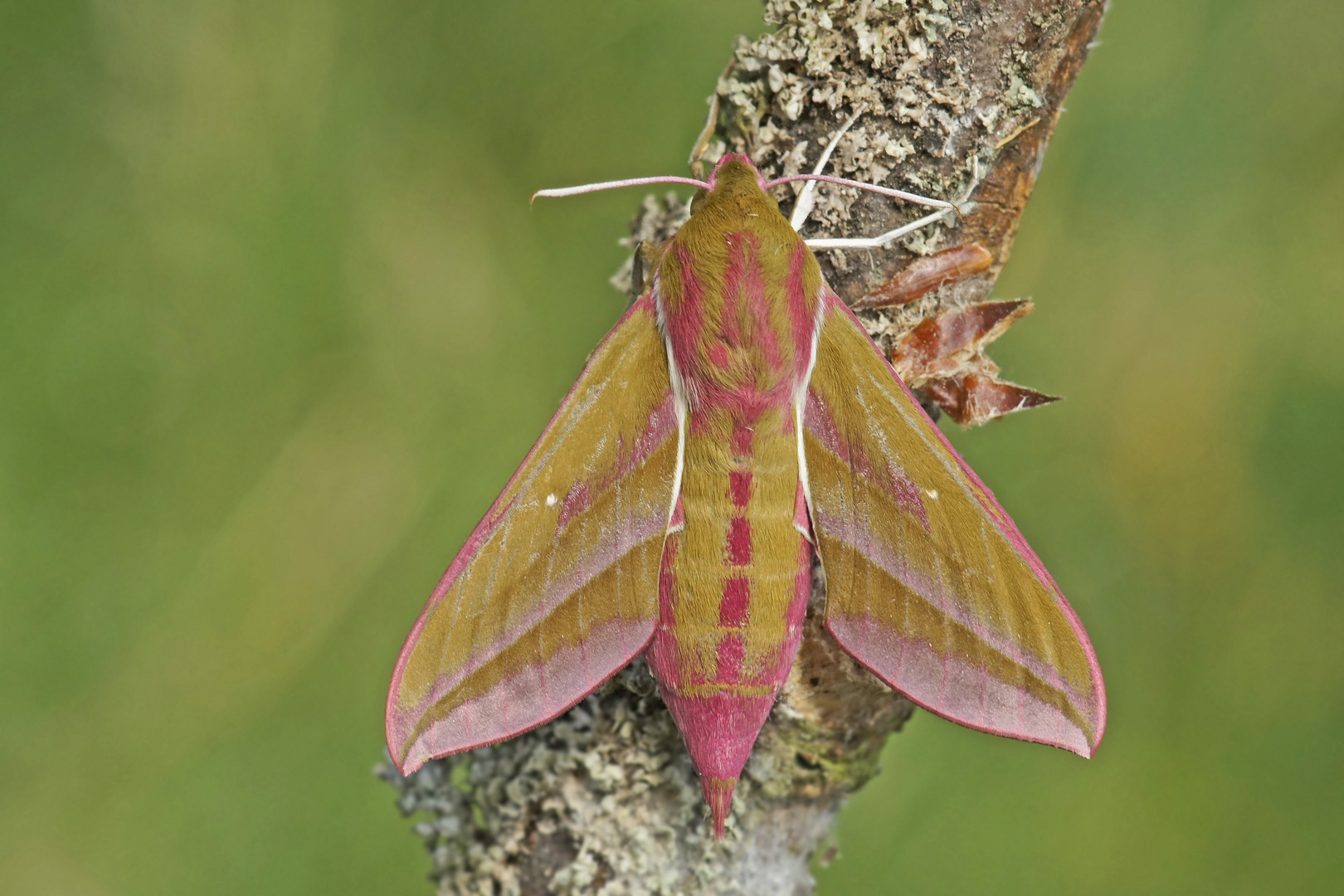 Mittlerer Weinschwärmer (Deilephila elpenor)