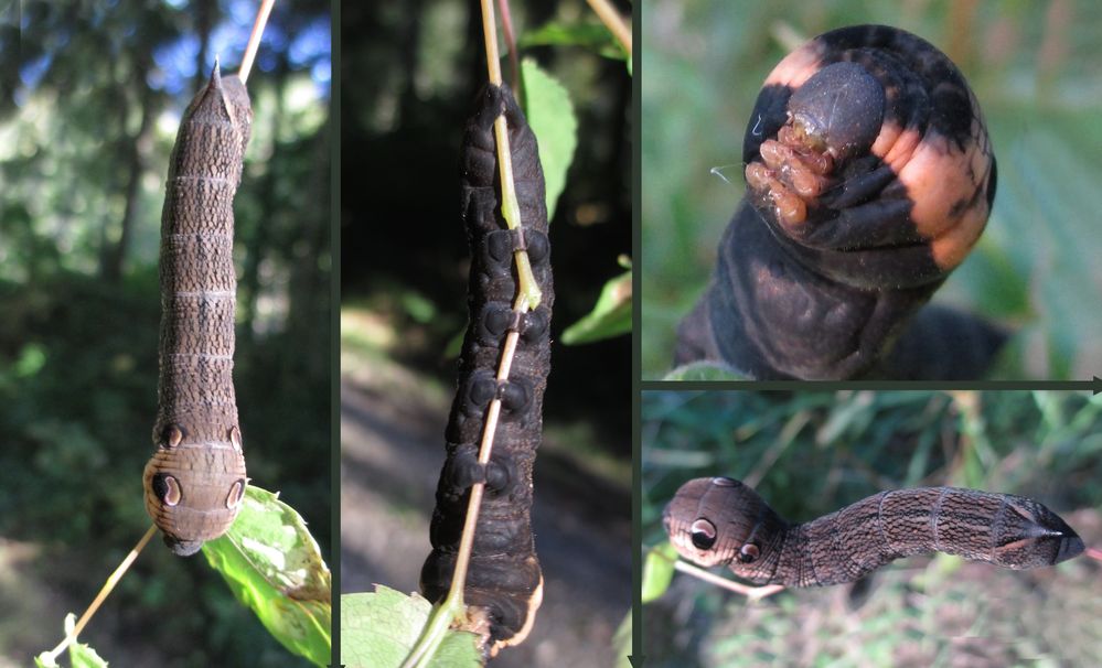 Mittlerer Weinschwärmer (Deilephila elpenor)