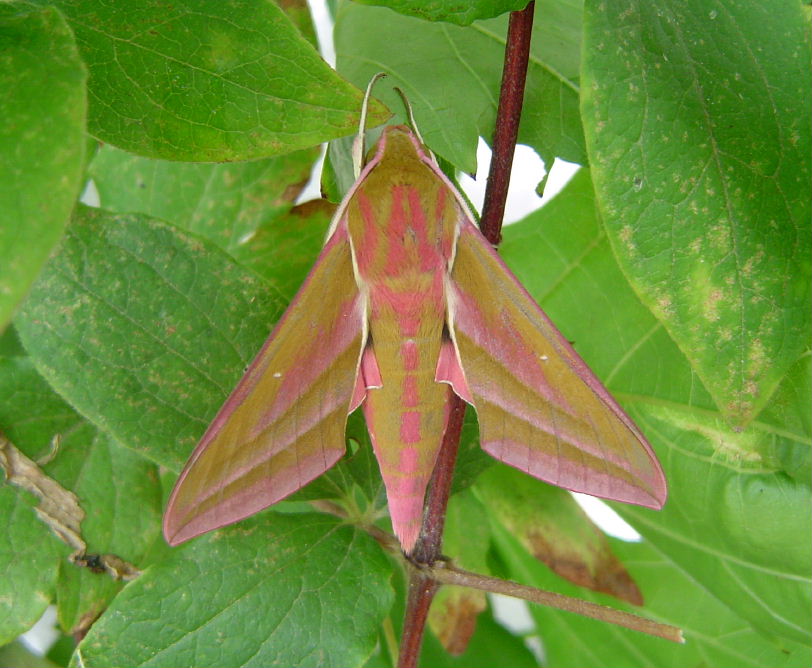 Mittlerer Weinschwärmer (Deilephila elpenor)