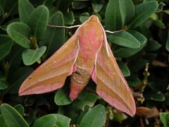 Mittlerer Weinschwärmer (Deilephila elpenor)