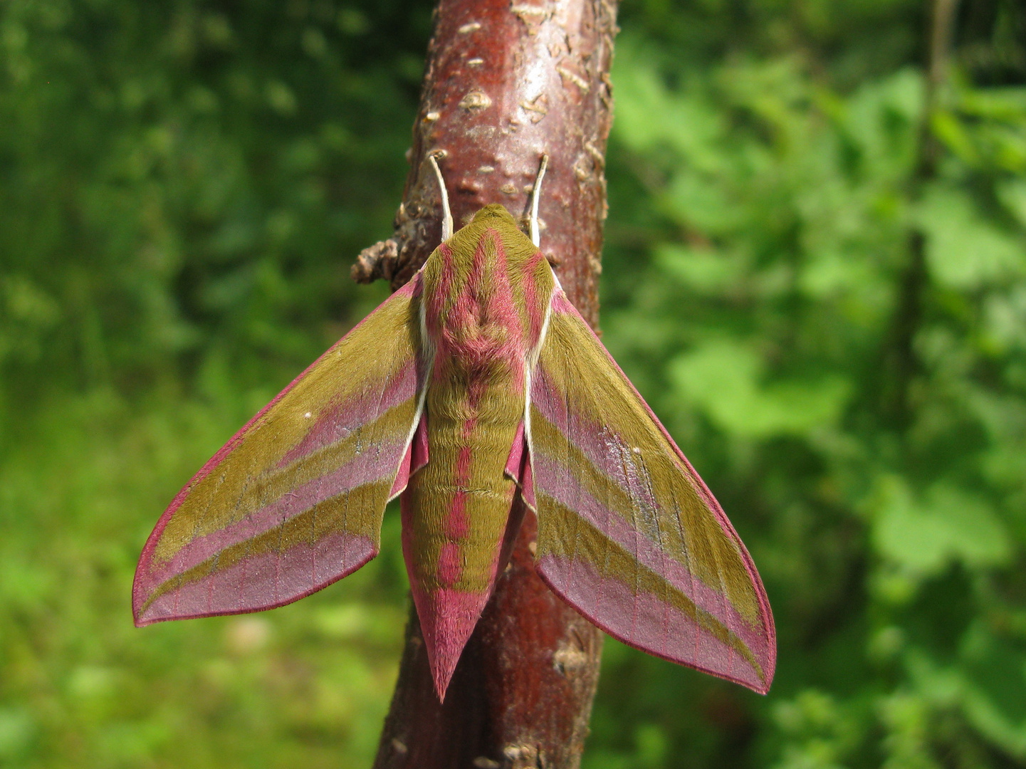 Mittlerer Weinschwärmer (Deilephila elpenor)