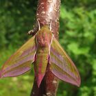 Mittlerer Weinschwärmer (Deilephila elpenor)