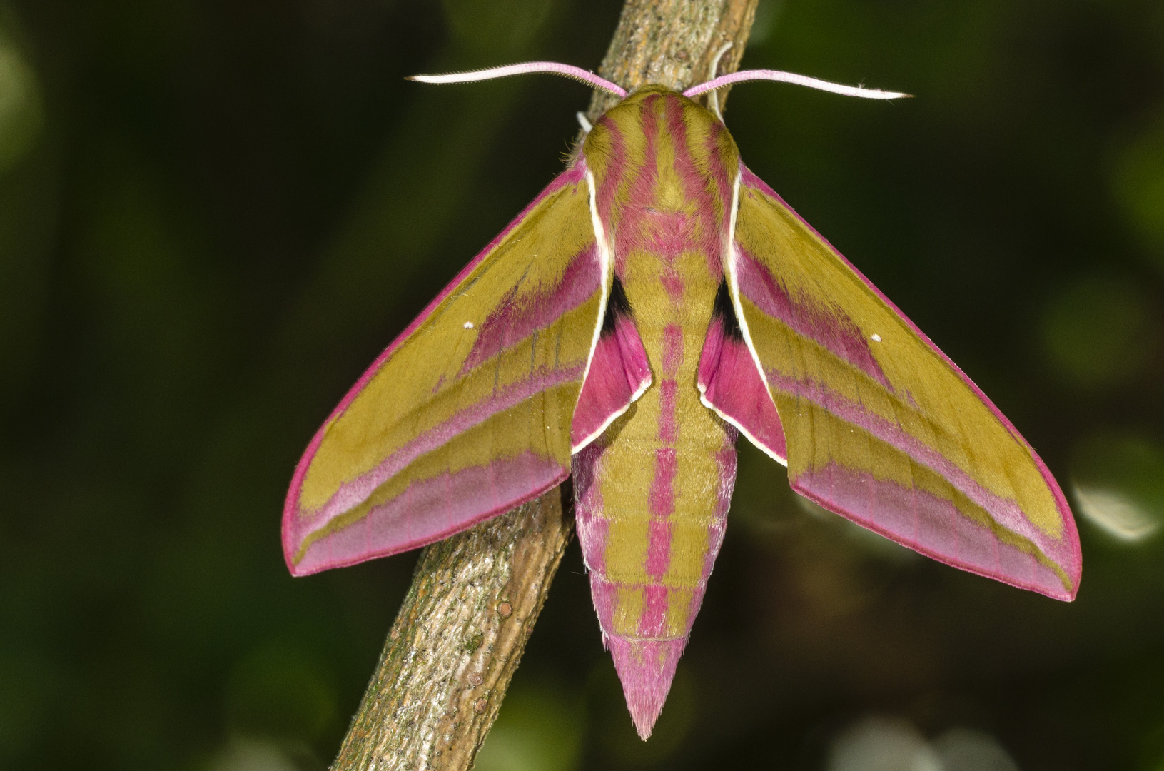 Mittlerer Weinschwärmer (Deilephila elpenor)