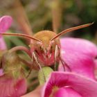 Mittlerer Weinschwärmer (Deilephila elpenor)