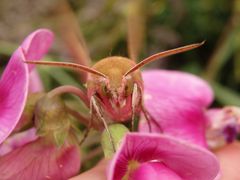 Mittlerer Weinschwärmer (Deilephila elpenor)