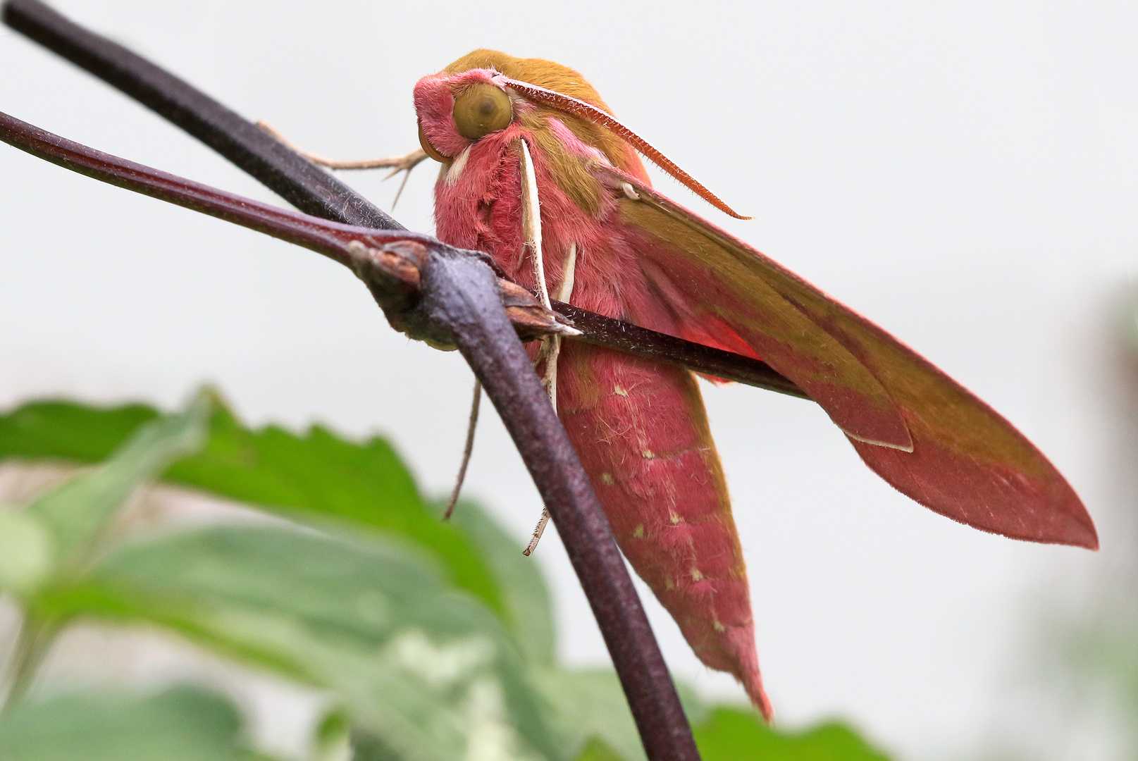 Mittlerer Weinschwärmer Foto & Bild | tiere, wildlife, schmetterlinge ...