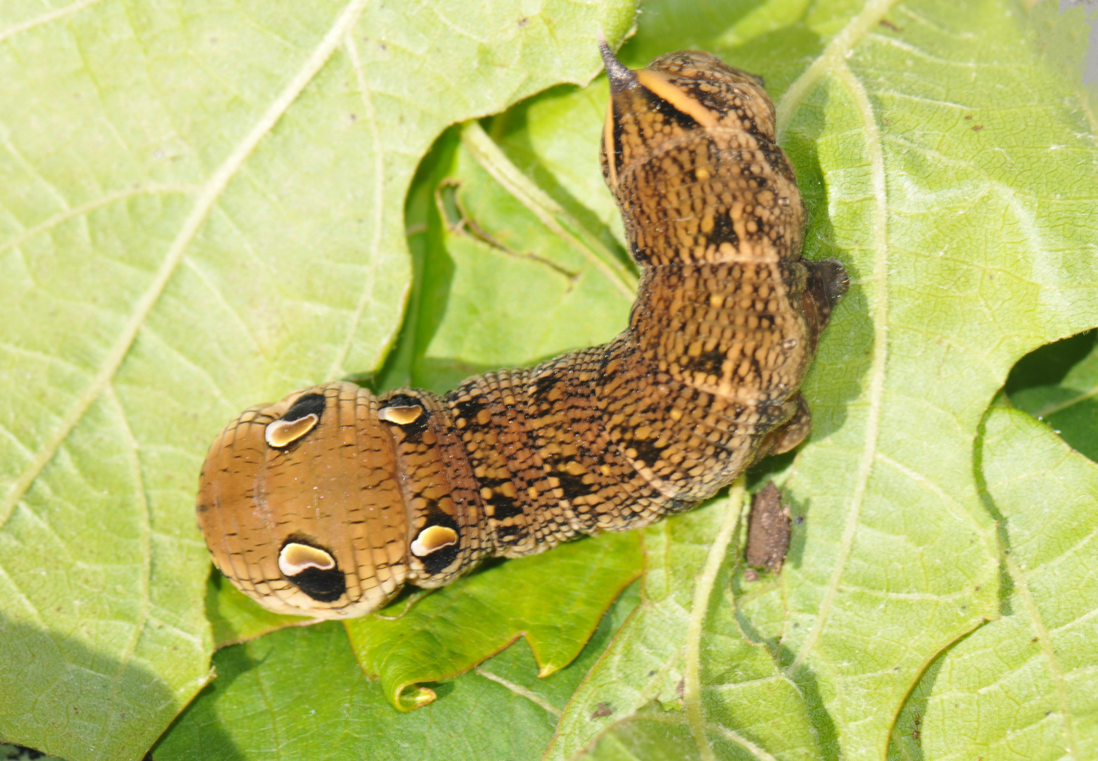 Mittlerer Weinschwärmer -    Raupe