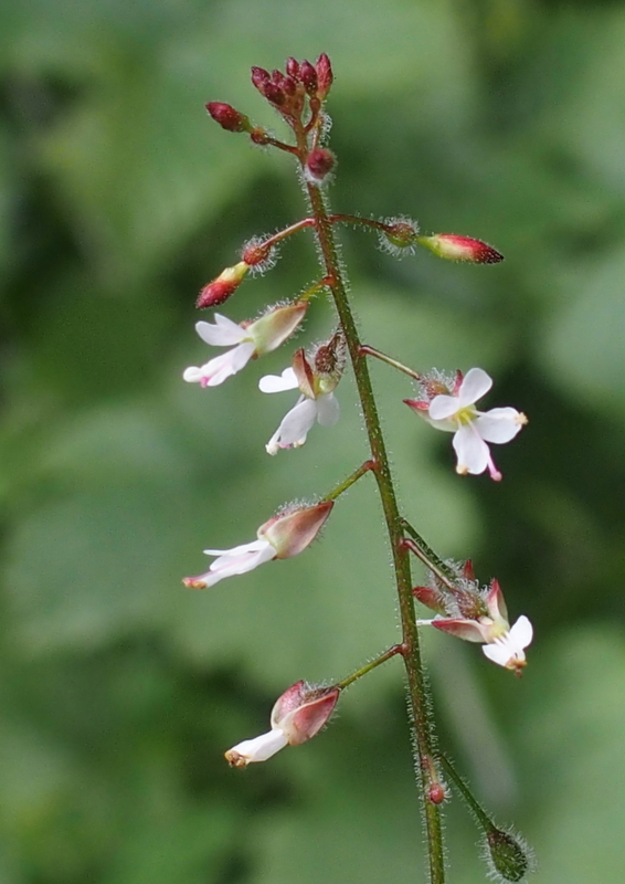 Mittleres Hexenkraut 'Circaea x-intermedia'