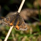 Mittleres Jungfernkind (Boudinotiana notha)