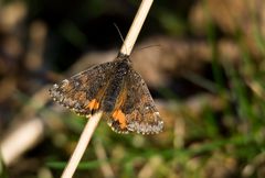 Mittleres Jungfernkind (Boudinotiana notha)