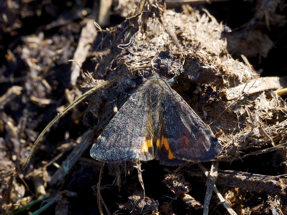 Mittleres Jungfernkind (Boudinotiana notha) II