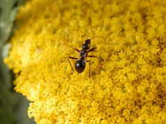 Mittleres Larvenstadium der Ameisen-Sichelwanze (Himacerus mirmicoides)