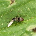 Mittleres Larvenstadium der Gemeinen Bodenwanze (Rhyparochromus vulgaris)