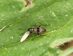 Mittleres Larvenstadium der Gemeinen Bodenwanze (Rhyparochromus vulgaris)