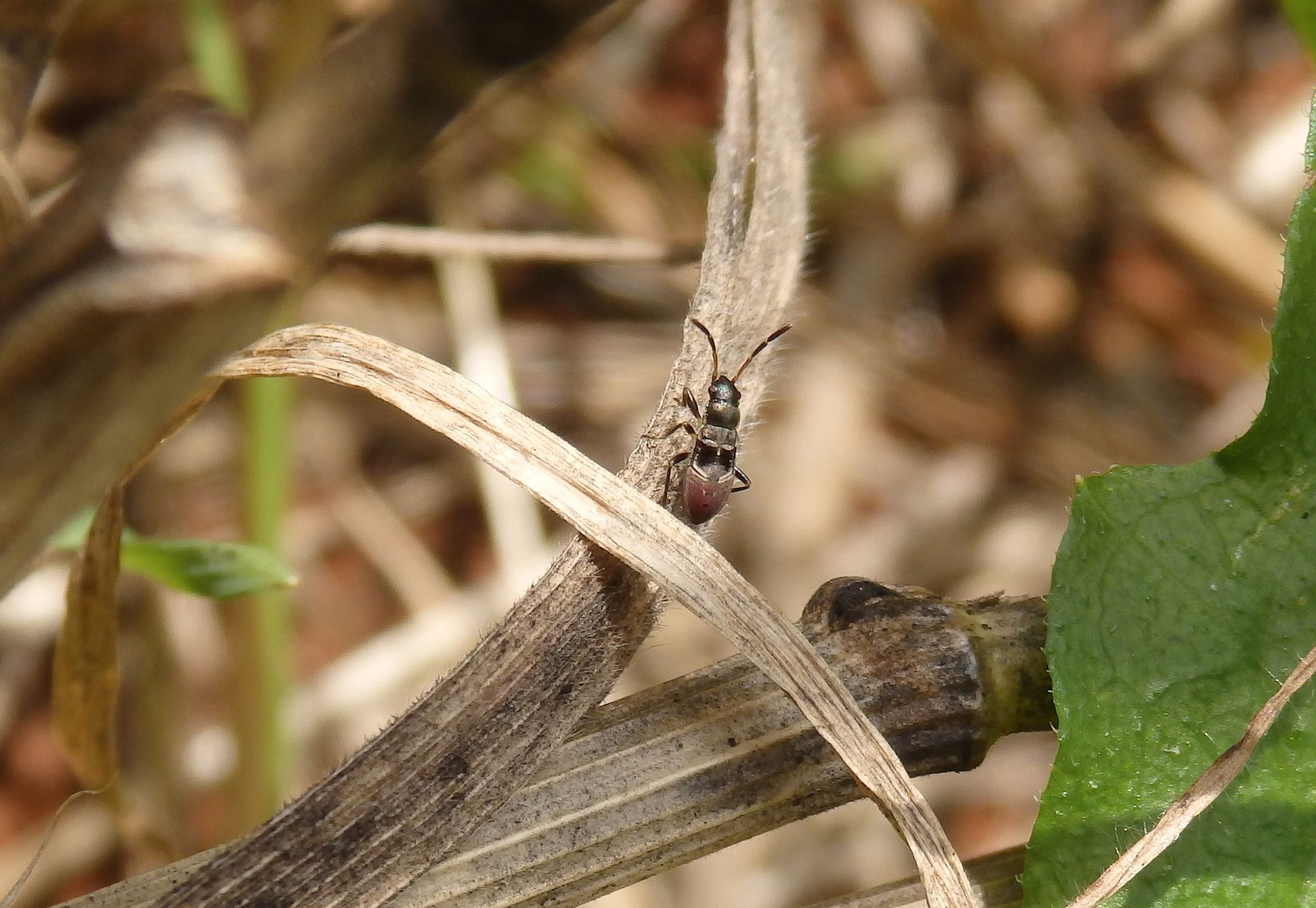 Mittleres Larvenstadium der Gemeinen Bodenwanze (Rhyparochromus vulgaris)