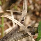 Mittleres Larvenstadium der Gemeinen Bodenwanze (Rhyparochromus vulgaris)