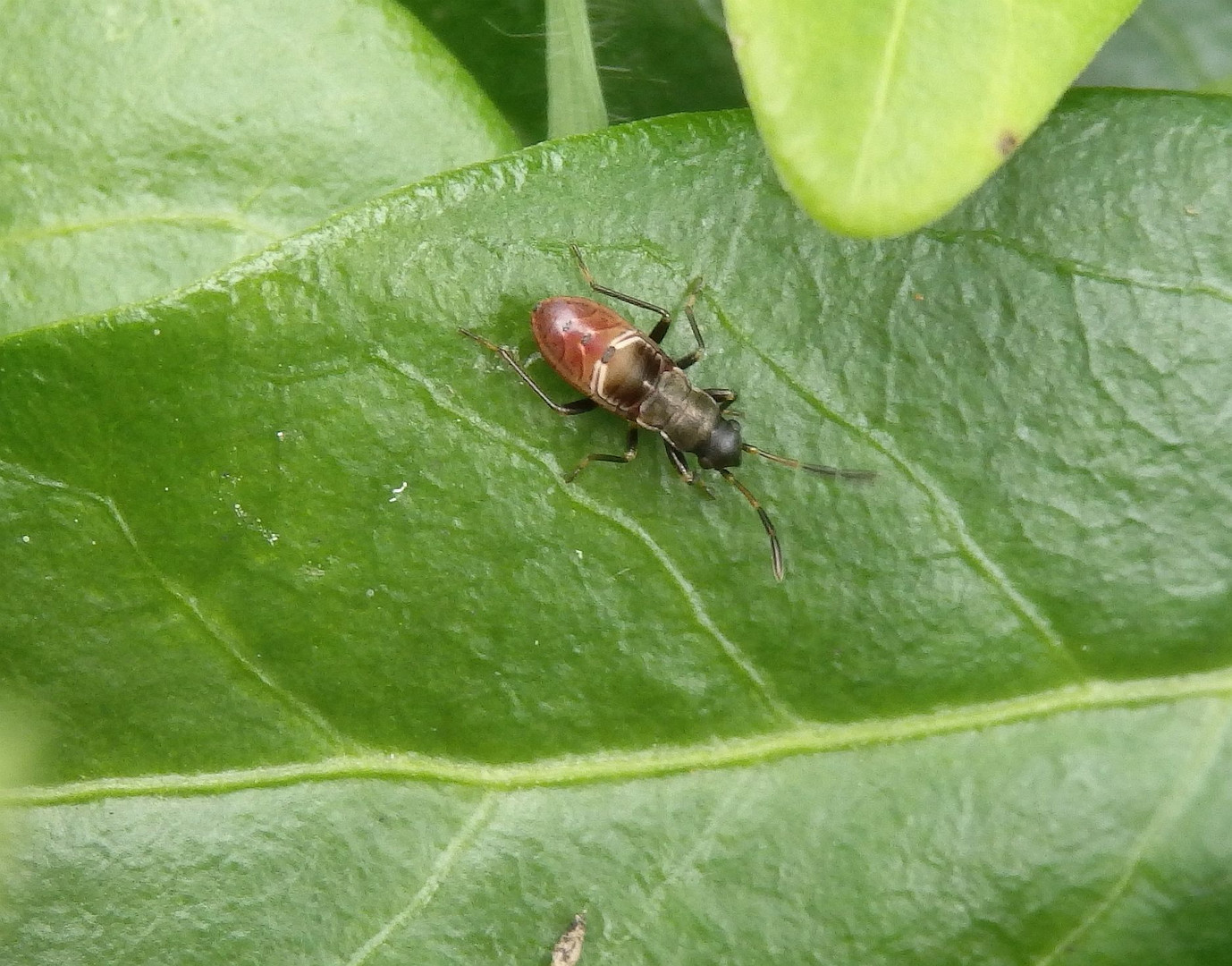 Mittleres Larvenstadium der Gemeinen Bodenwanze (Rhyparochromus vulgaris)