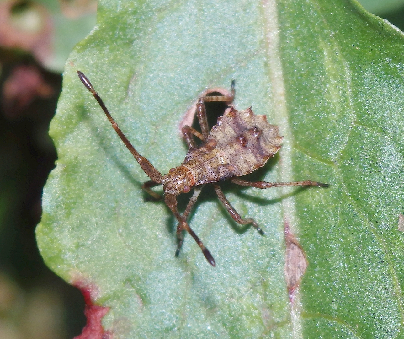 Mittleres Larvenstadium der Lederwanze (Coreus marginatus) auf Ampfer