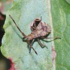 Mittleres Larvenstadium der Lederwanze (Coreus marginatus) auf Ampfer