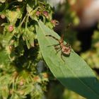 Mittleres Larvenstadium der Lederwanze (Coreus marginatus)